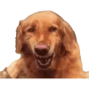 Perros xd 13