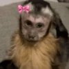 Mono 🐵  5