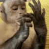 Mono 🐵  6