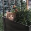 Cats [03] 9