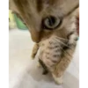 Nosy Cat