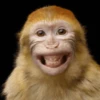 Monos random 🐒🦧 9