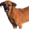 Perros xd 14