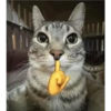 Cats [06] 11
