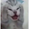 Cats [03] 10