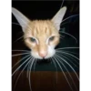Cats [03] 11
