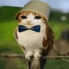Meowl 🐱Gatos michis 🐾 12