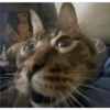 Cats [04] 11