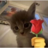 Cats [06] 12