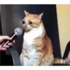 Cats [04] 13