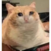 Cats [06] 13