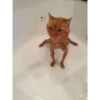 Cats [03] 14