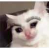 Cats [04] 14