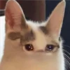 Cats [03] 15