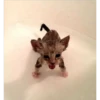Cats [06] 14