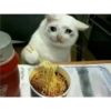 Cats [06] 15