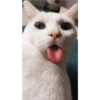 Cats [04] 15
