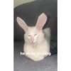 Cats [06] 16