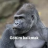 goril 14