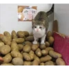 Cats [03] 17