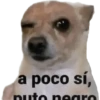 Perros xd 16