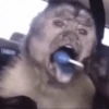 Mono 🐵  7