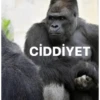 goril 15