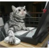 Cats [04] 17