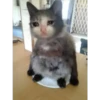 Cats [04] 18