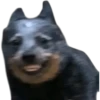 Perros xd 17