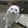 Cats [03] 18