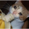 Cats [04] 19