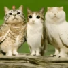 Meowl 🐱Gatos michis 🐾 19