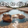 Modo Capibara  🦫(⁠´⁠(⁠ｪ⁠)⁠｀⁠） 12