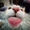 Cats [06] 20