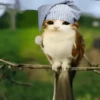 Meowl 🐱Gatos michis 🐾 20