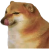 Perros xd 18