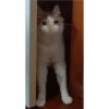 Cats [04] 20