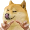 Perros xd 19