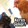 Keres peliar?