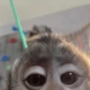 Mono 🐵  8