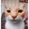 Cats [03] 21