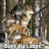 Buen dia Lobos!!