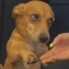 memes de perros 6