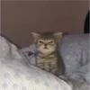 Cats [04] 21