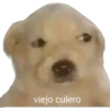 Perros xd 20