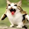 Meowl 🐱Gatos michis 🐾 22
