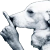 Perros xd 21
