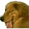Perros xd 22