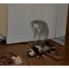 Cats [06] 21